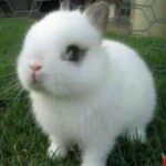 lookskyrabbit-ACG游戏姬